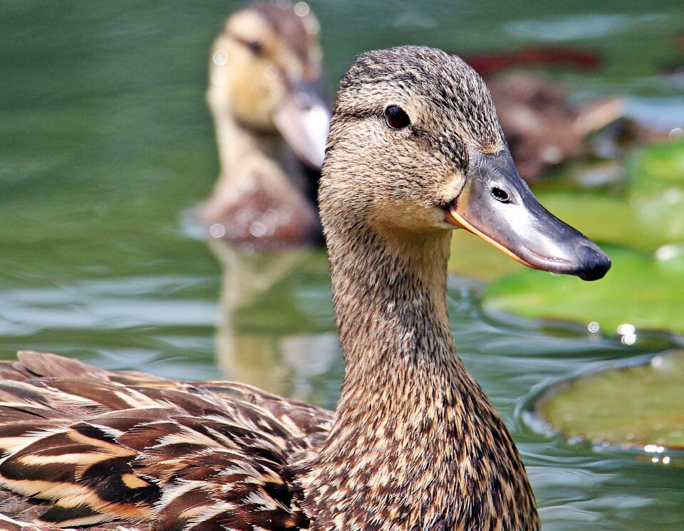 Feather pond poultry