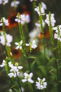 Shallow Focus Photography of Yellow Flowers photo