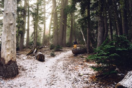 Person Sitting on Black Log in Middle of Forest photo