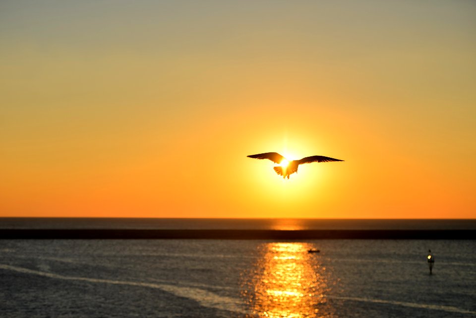 Silhouette of Seagull Flying Above Large Body of Water during Sunset