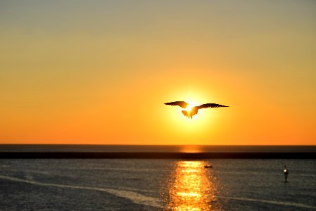Silhouette of Seagull Flying Above Large Body of Water during Sunset photo
