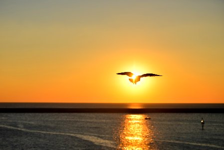 Silhouette of Seagull Flying Above Large Body of Water during Sunset
