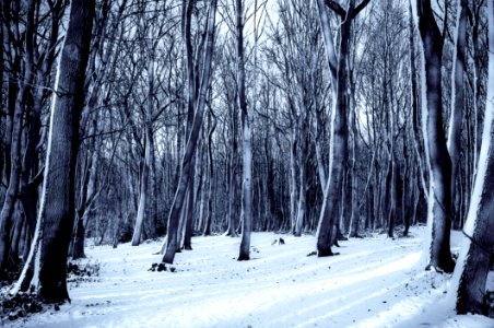Trees and Snow photo