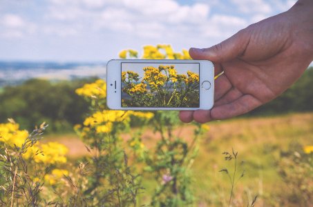 Person Taking Photo of Yellow Petaled Flowers Using Iphone 5s photo