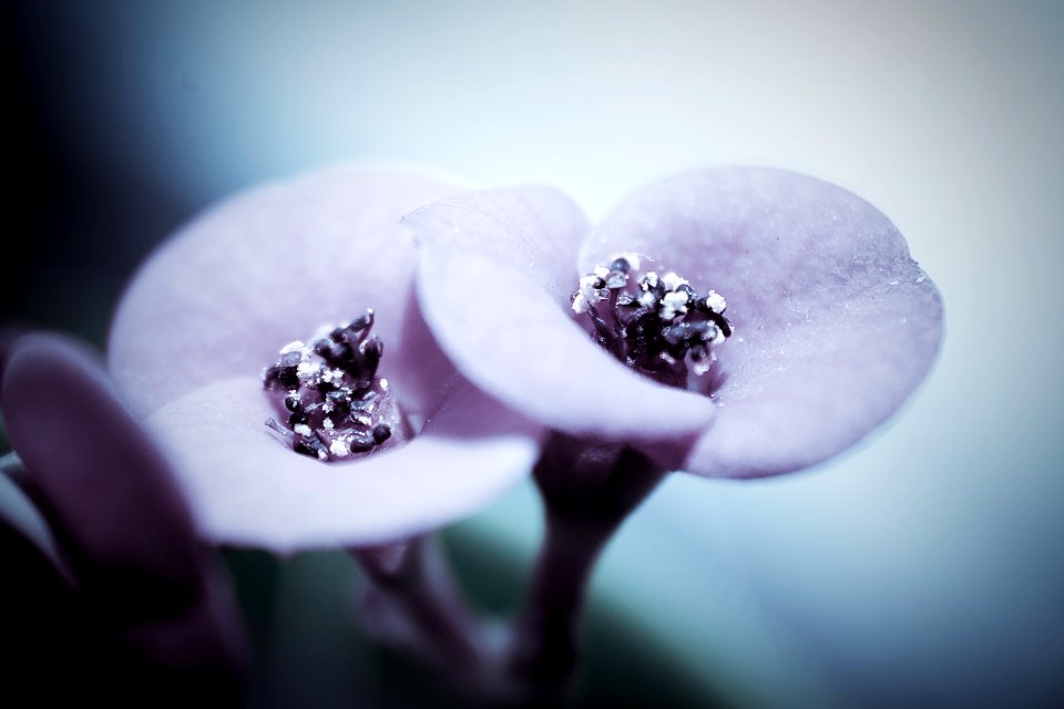 Violet flower photo