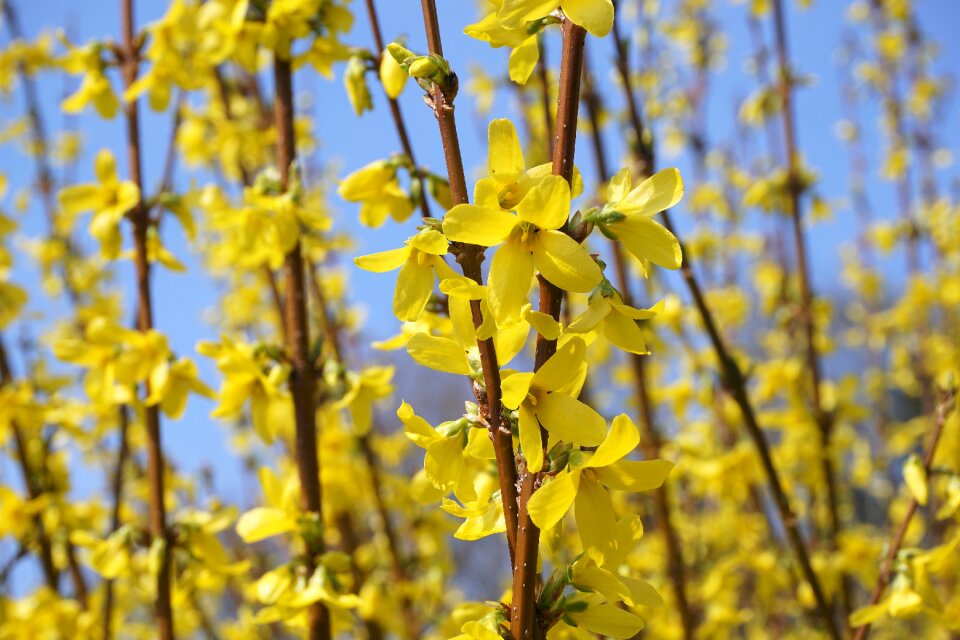 Golden bells stangenblueter bloom