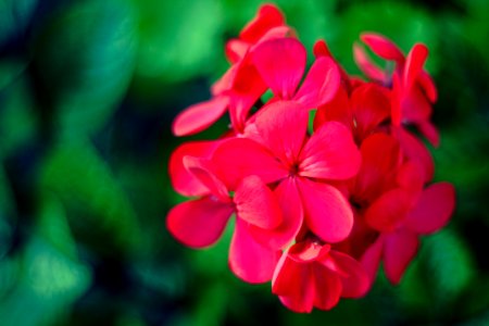 Geraniums