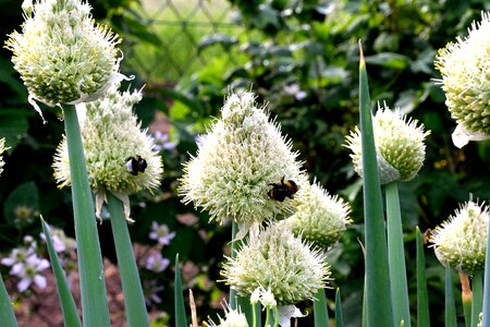 Blossom bloom seeds photo