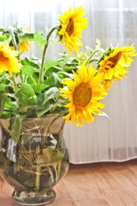 Sunflowers in a Vase photo