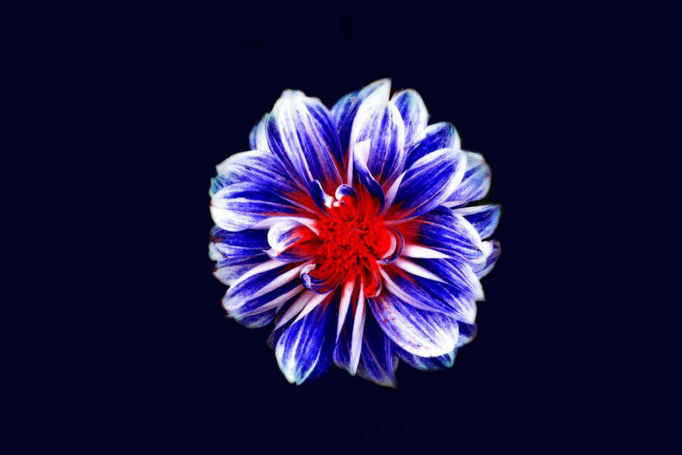 Flower hd wallpaper black wallpaper