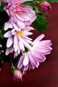 Chrysanthemum flower photo
