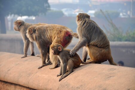 Family animals india