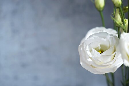 Bloom white petals photo