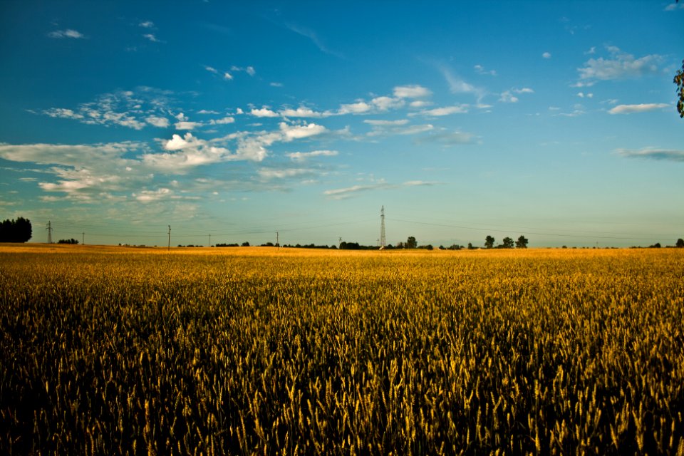 Big field of grain