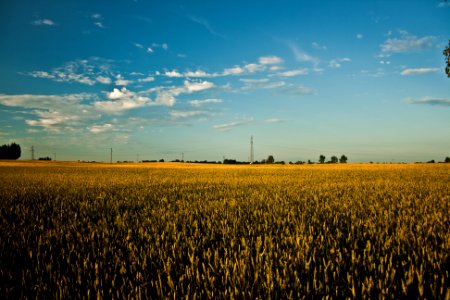 Big field of grain photo