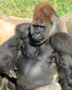 Wildlife nature portrait