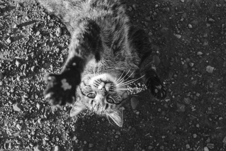 Grayscale Photo of Cat Lying on Ground photo
