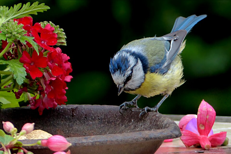 Young cyanistes caeruleus foraging