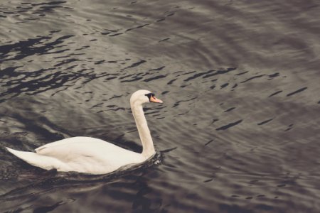 White Swan on Body of Water photo