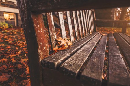 Filtered Photography of Bench With Dried Maple Leaves photo