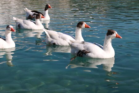 Animal peace nature