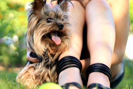 Yorkshire Terrier Sitting Beside Person photo