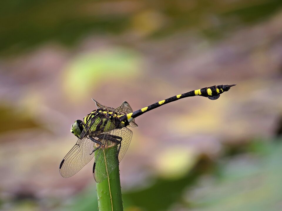 Dragonfly insect properties