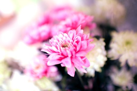 Selective Focus Photography of Pink Chrysanthemum Flower photo