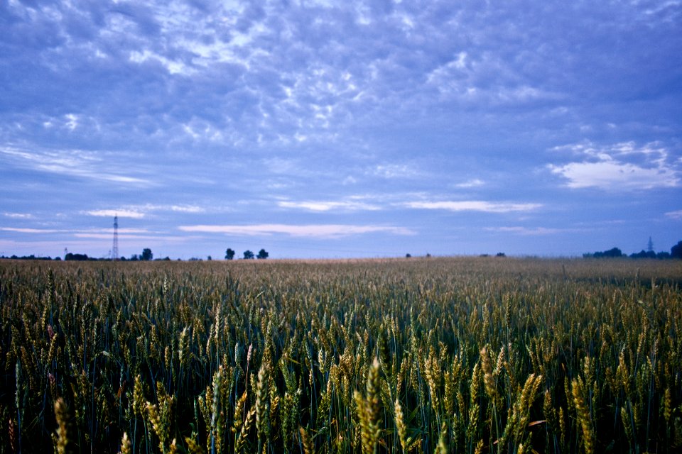 Corn field before night