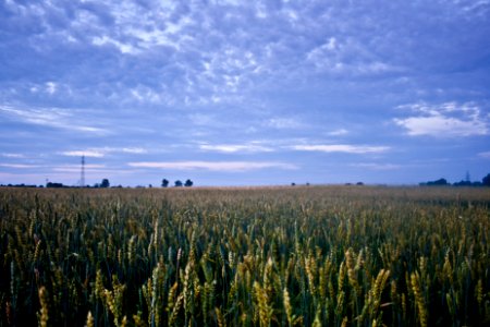 Corn field before night