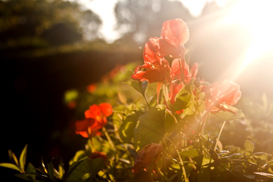 Red flowers & sunset light
