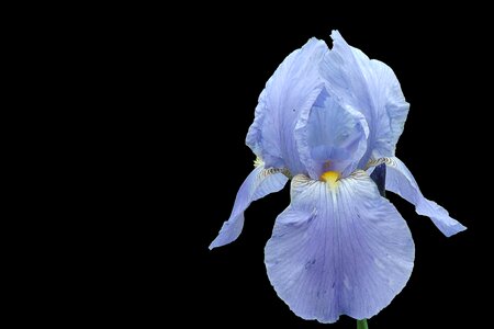 Blossom bloom blue