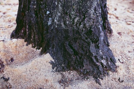 Tree root photo