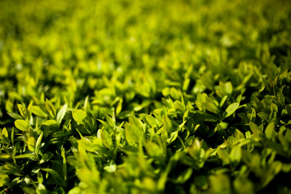 Cherry plum leaves