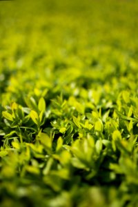 Green leaves - Privet / Ligustrum photo