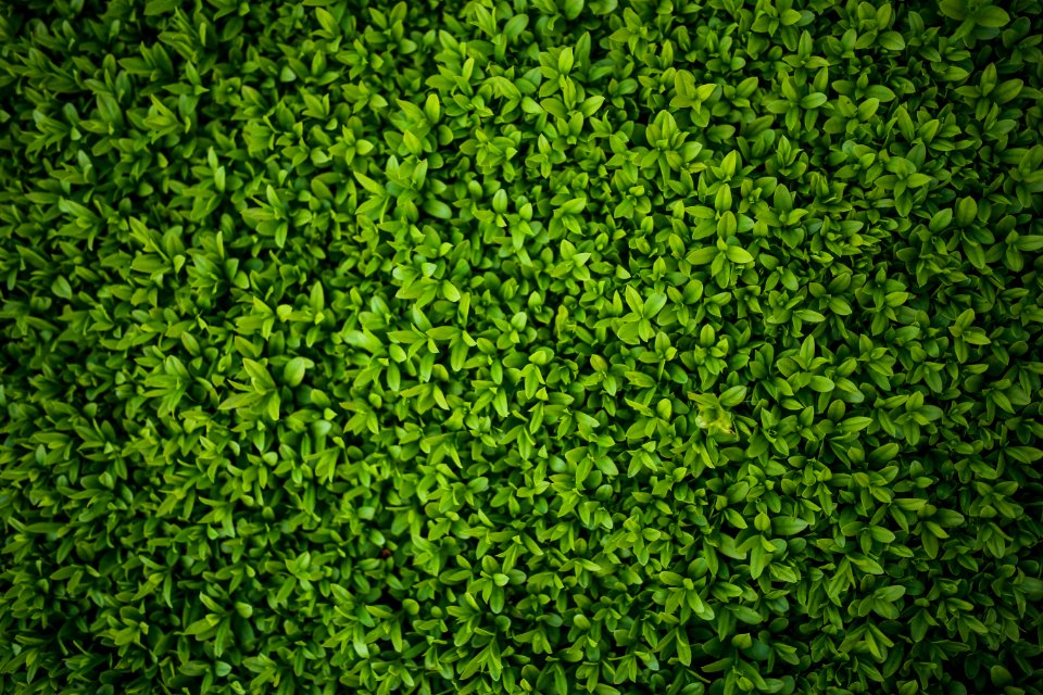 Green leaves - Privet / Ligustrum photo