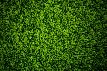 Green leaves - Privet / Ligustrum photo