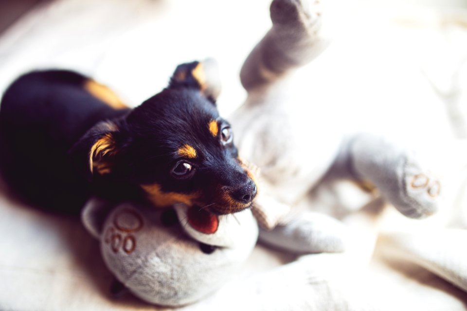 Puppy with teddy bear photo