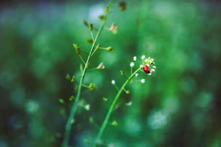 Ladybug on plant photo