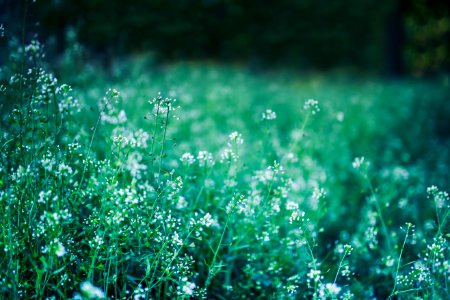 Grassland