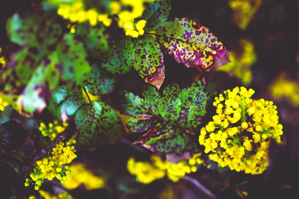 Mahonia aquifolium