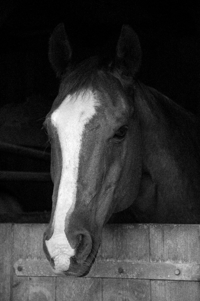 Animal portrait brown horse
