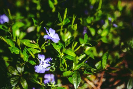 Green leaves & purple flowers photo