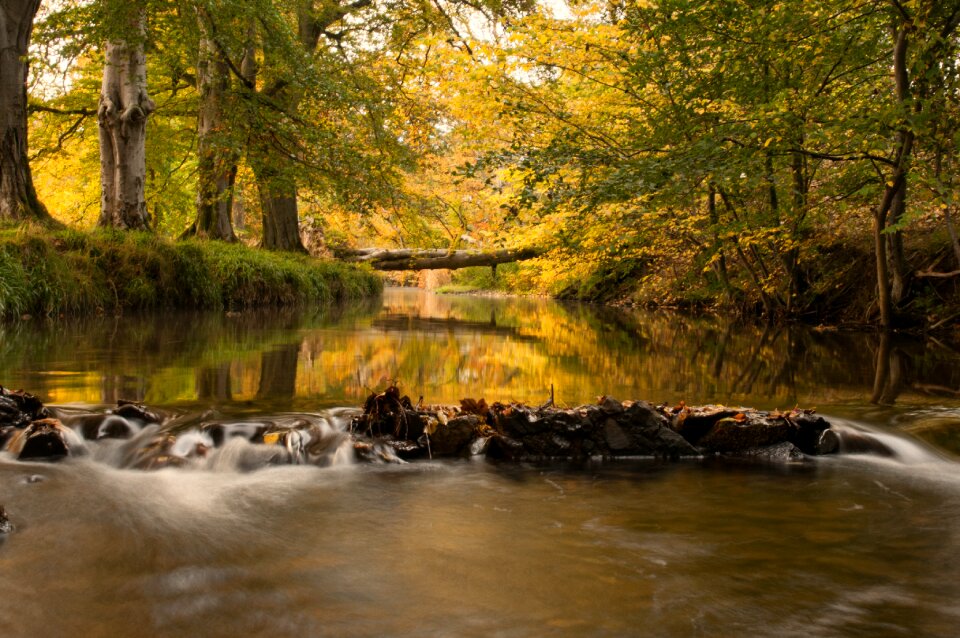 Autumn tree bridge bridge