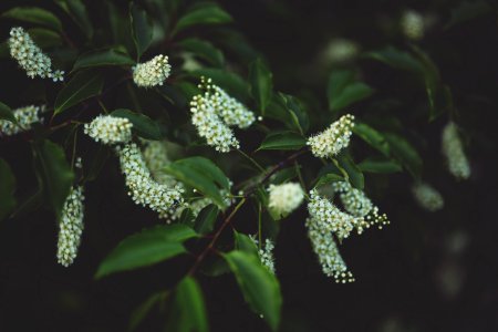 Little white flowers photo