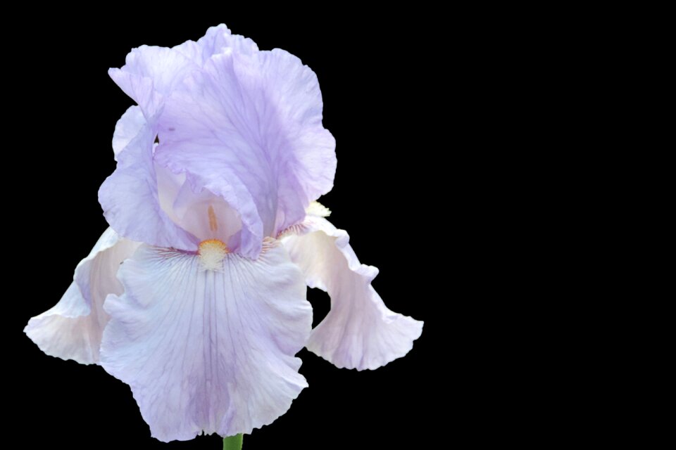 Blossom bloom blue