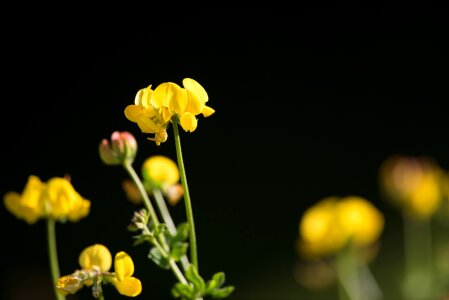 Yellow flower yellow nature photo