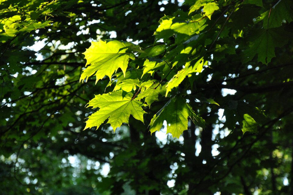 Sheet maple light photo