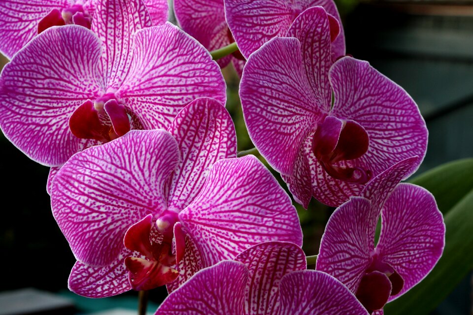 Bloom flower red white