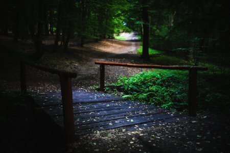 Bridge in the forest photo